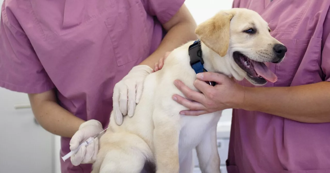 Vaccine hesitancy affects dog-owners, too, with many questioning the rabies shot