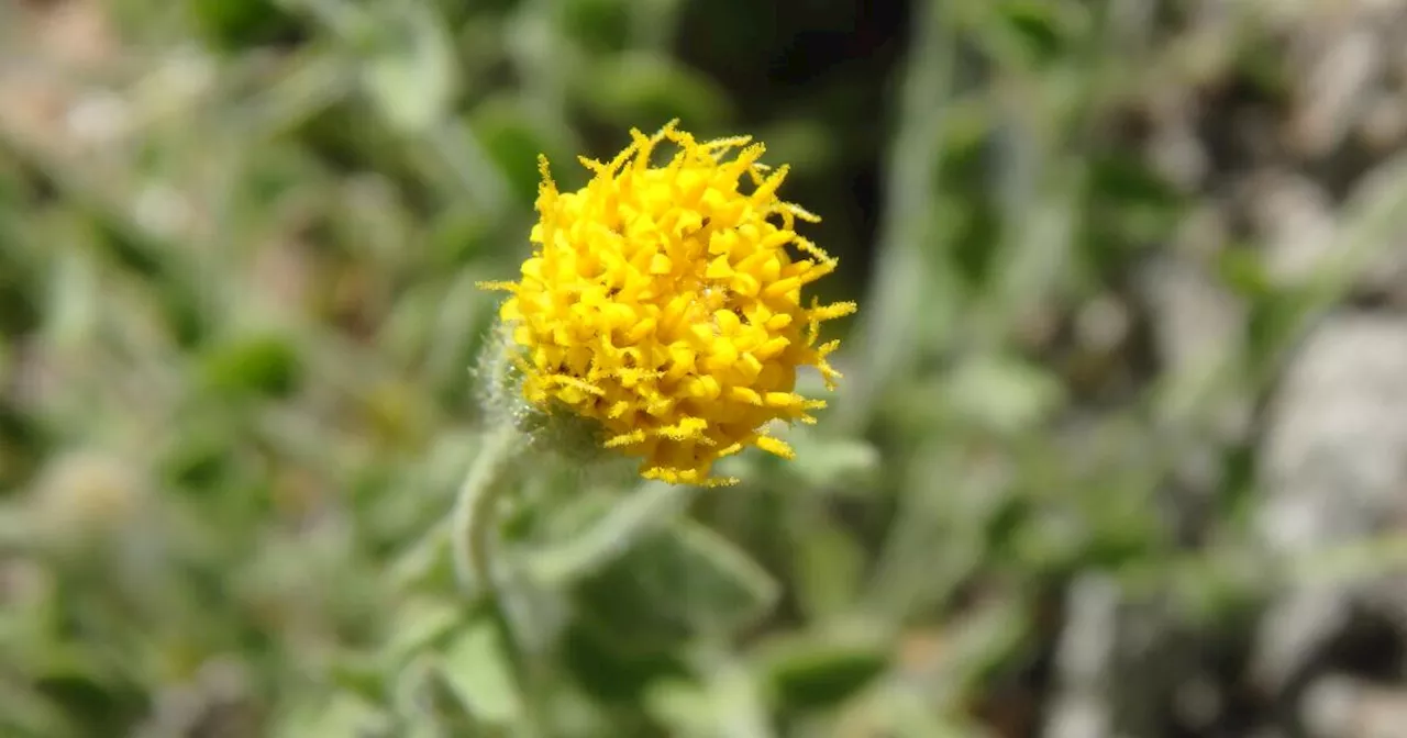 California grants protections for rare cliff-dwelling daisy