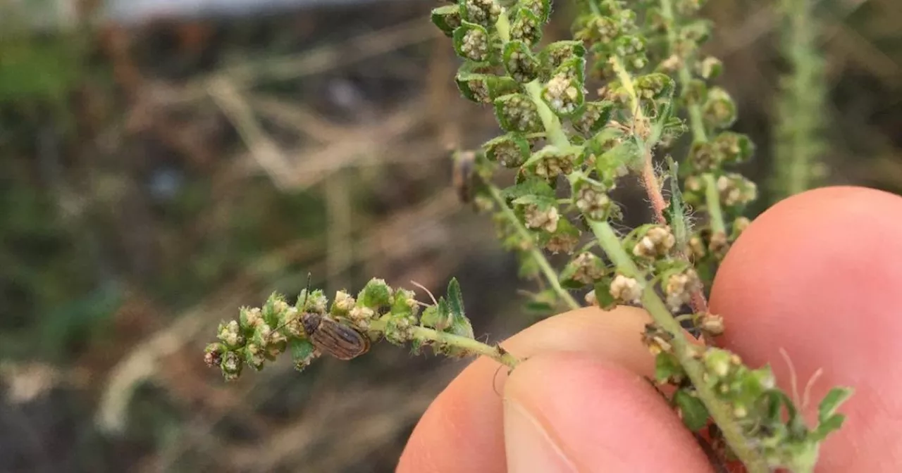 Allergies : un insecte mangeur d’ambroisie découvert pour la 1re fois en France près de Lyon