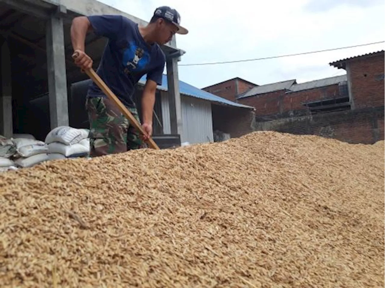 Bulog Malang Kesulitan Beli Beras Petani