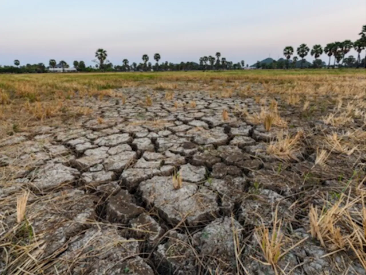 Ribuan Hektare Sawah di Delapan Kecamatan Kabupaten Seluma Kekeringan