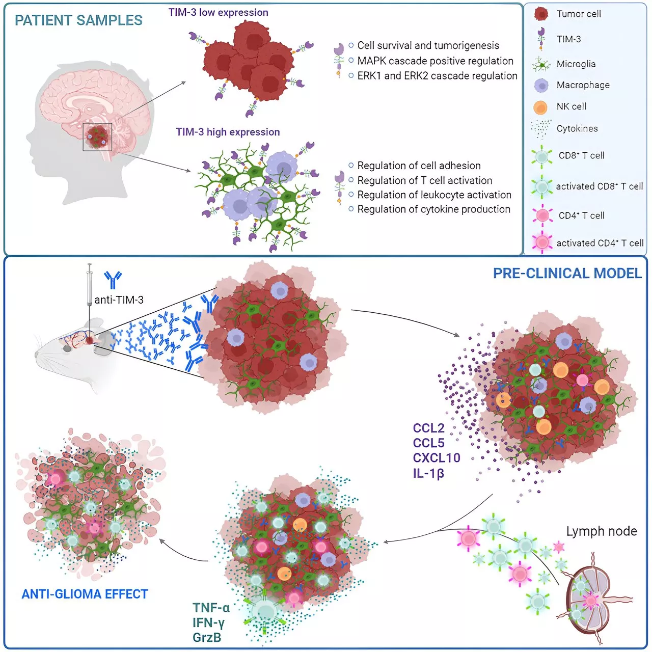 Blocking immune molecule reduces tumor growth, prolongs survival of most aggressive childhood cancer in animal models