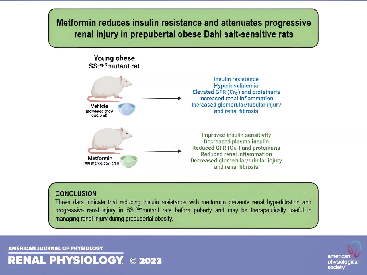 Metformin cuts insulin resistance and chances of kidney disease in young, obese rats