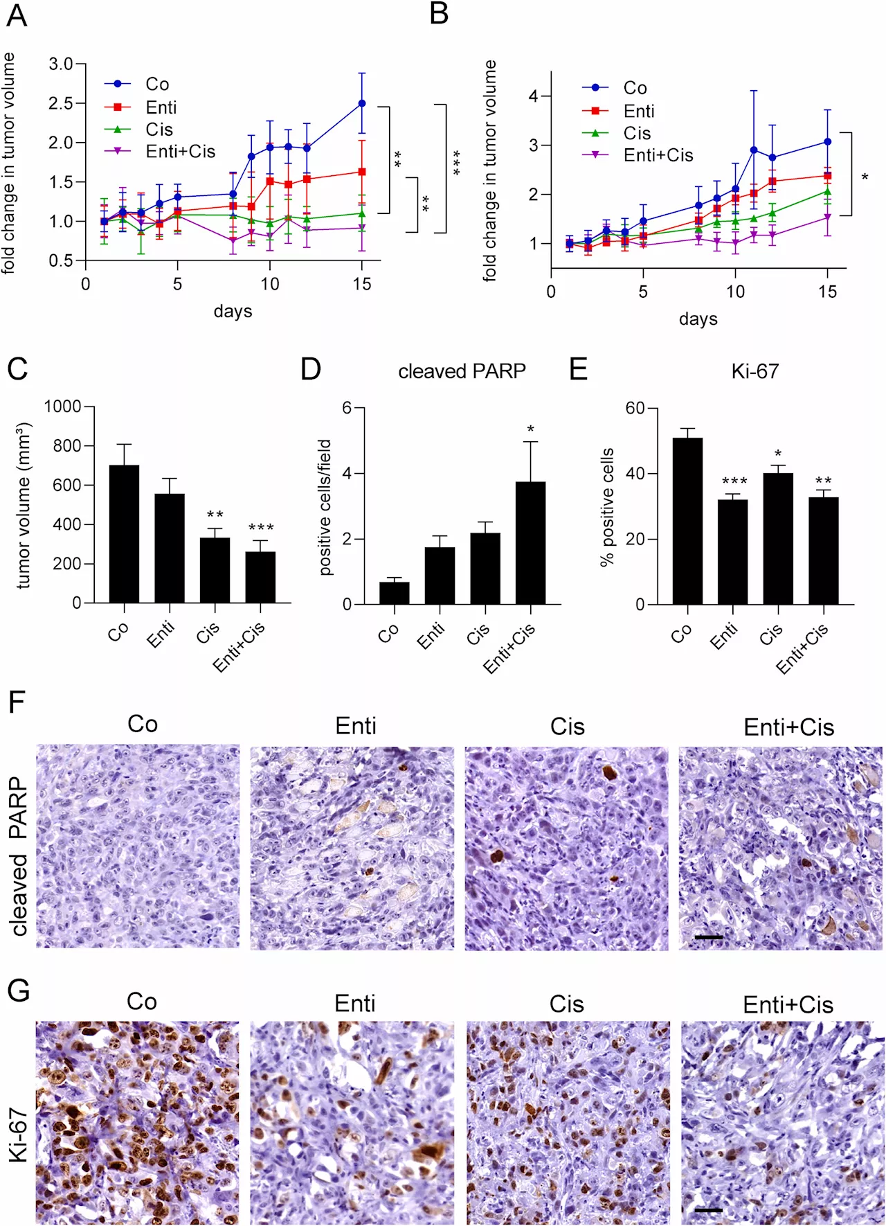 Pleural mesothelioma: New therapeutic approach enhances sensitivity to chemo- and radiotherapy