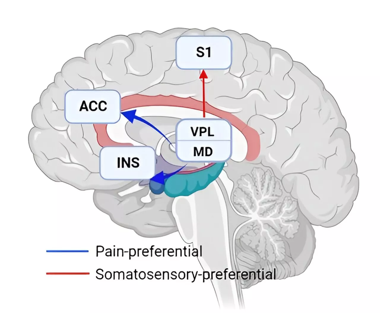 Researchers unravel cross-species pain-preferential neural pathway