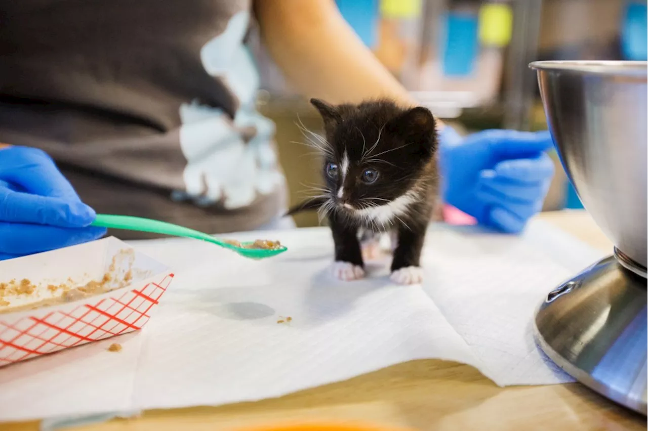 San Jose to audit its animal shelter after criticism over death rate and care conditions