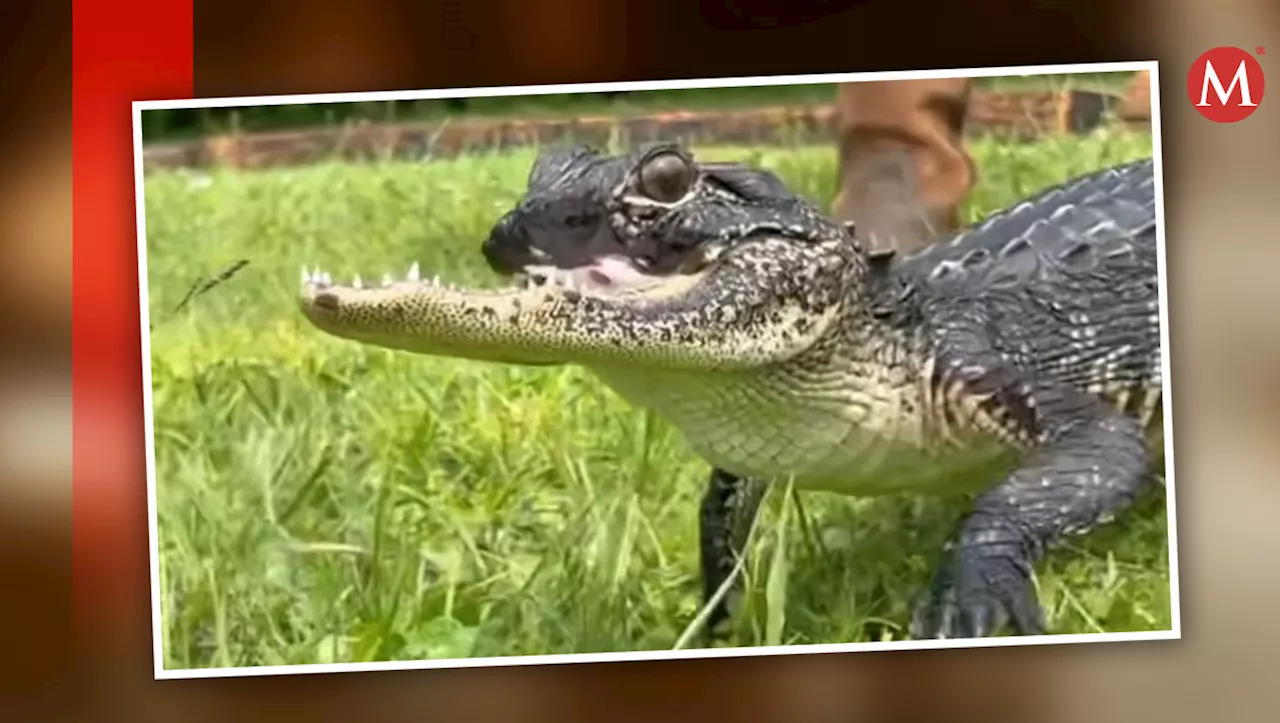 Cocodrilo impacta a redes tras sobrevivir sin mandíbula; esto le pudo haber pasado | VIDEO