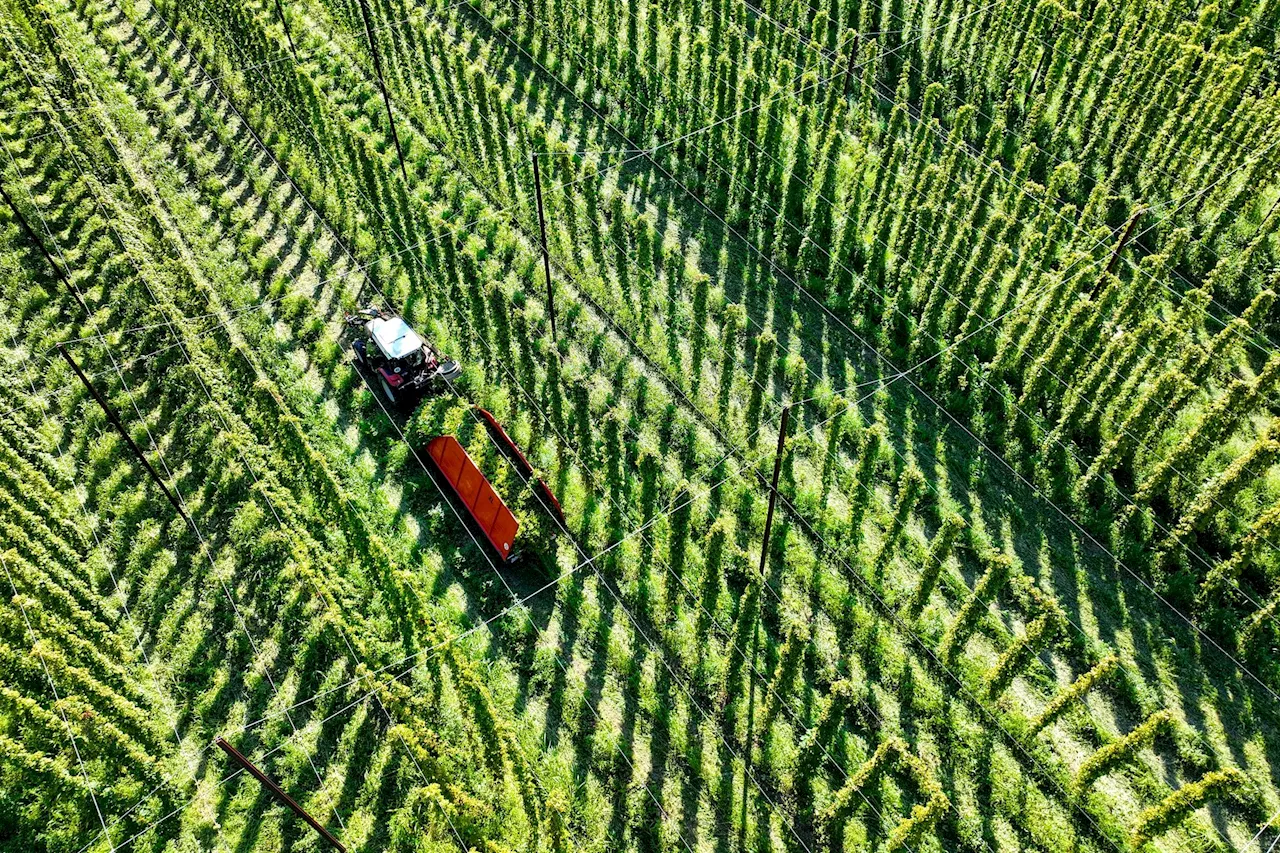 Weniger Bier? Klimawandel schmälert Hopfen-Ernte