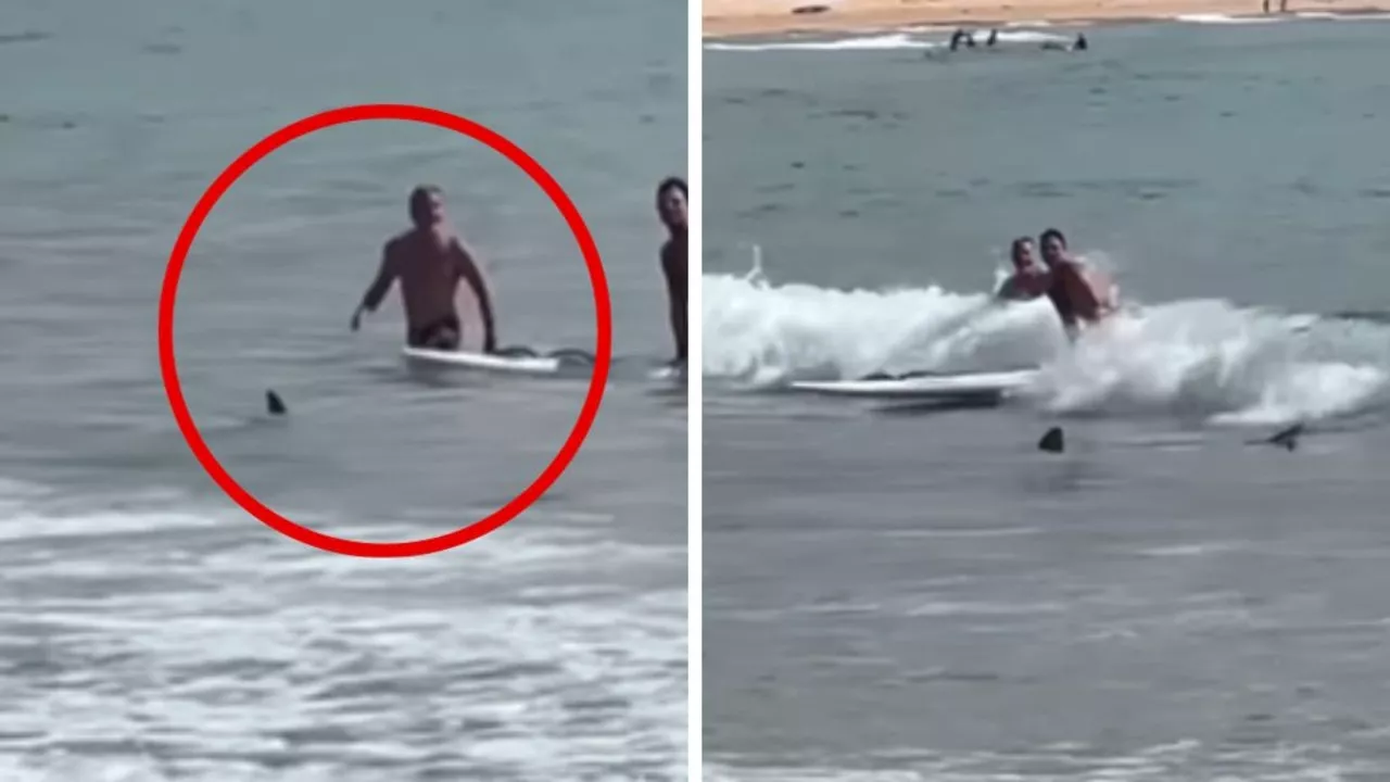 Man ‘walks into shark’ at Sydney beach