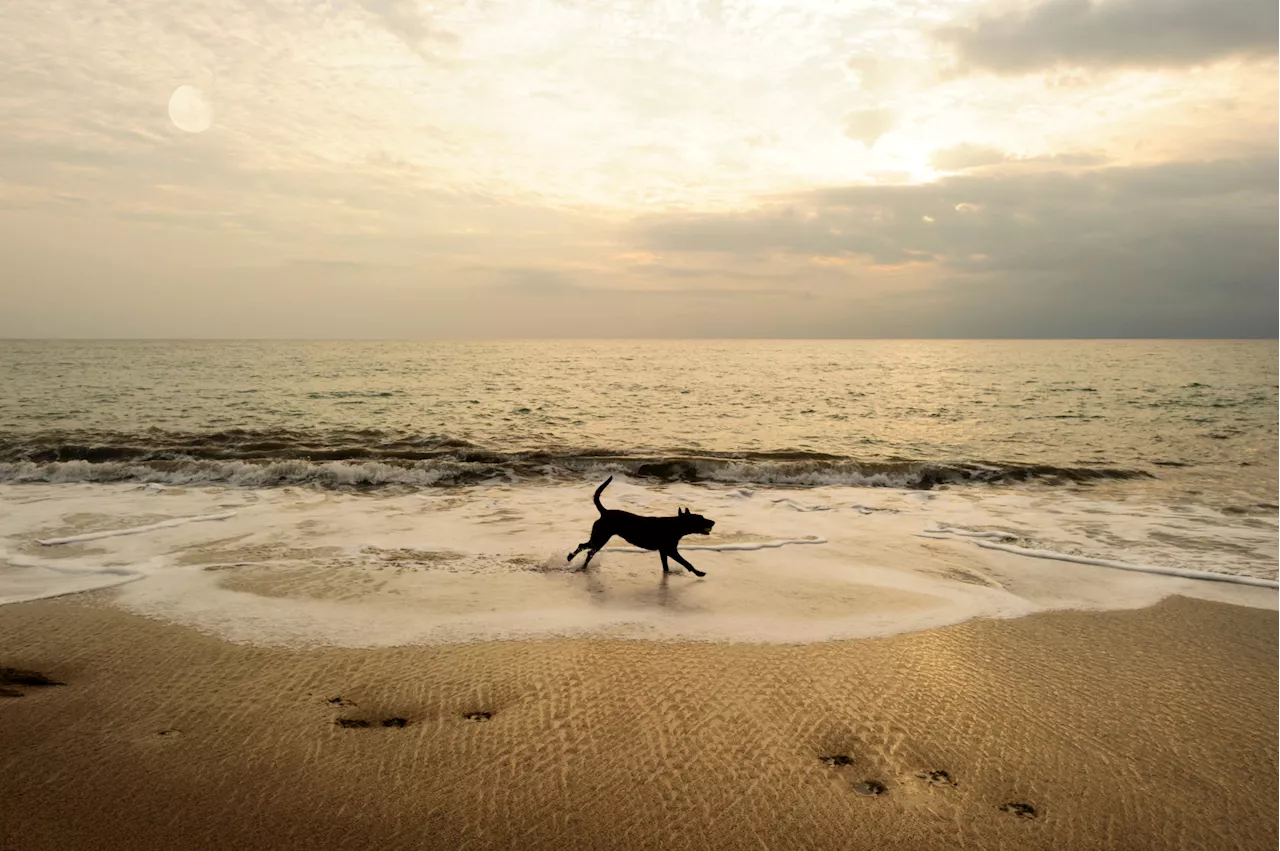 Dog poo found in around half of Dublin Bay's 'poor' bathing water assessments