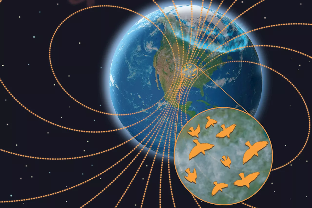 Space Storms Have Weird Effect on Birds, Scientists Discover