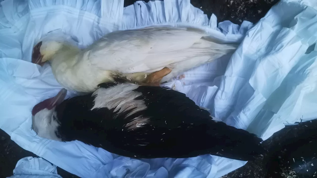 Ziehpapa musste seinen Enten in Viehofen beim Sterben zusehen