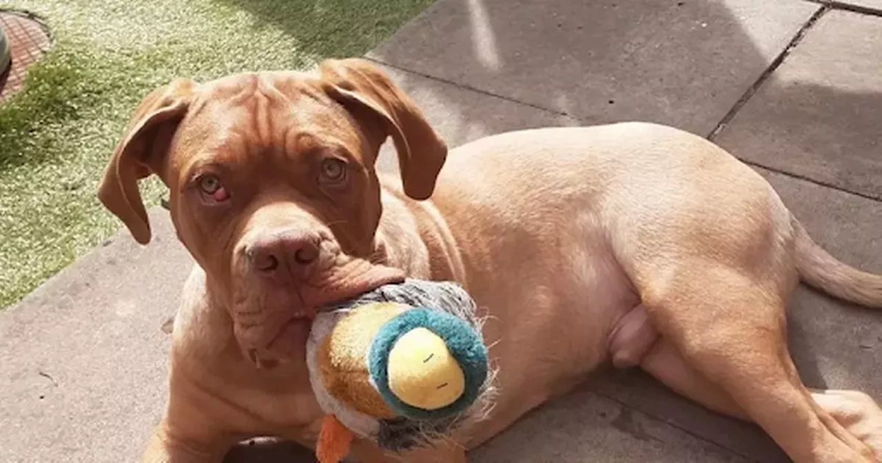 Dog owner abused by strangers after pet mistaken for XL Bully