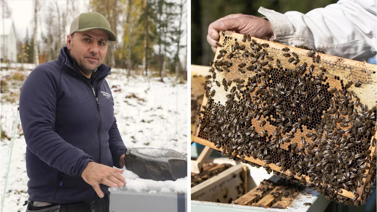 Behboud Zare honungsproduktion hotas – efterlyser fler investerare