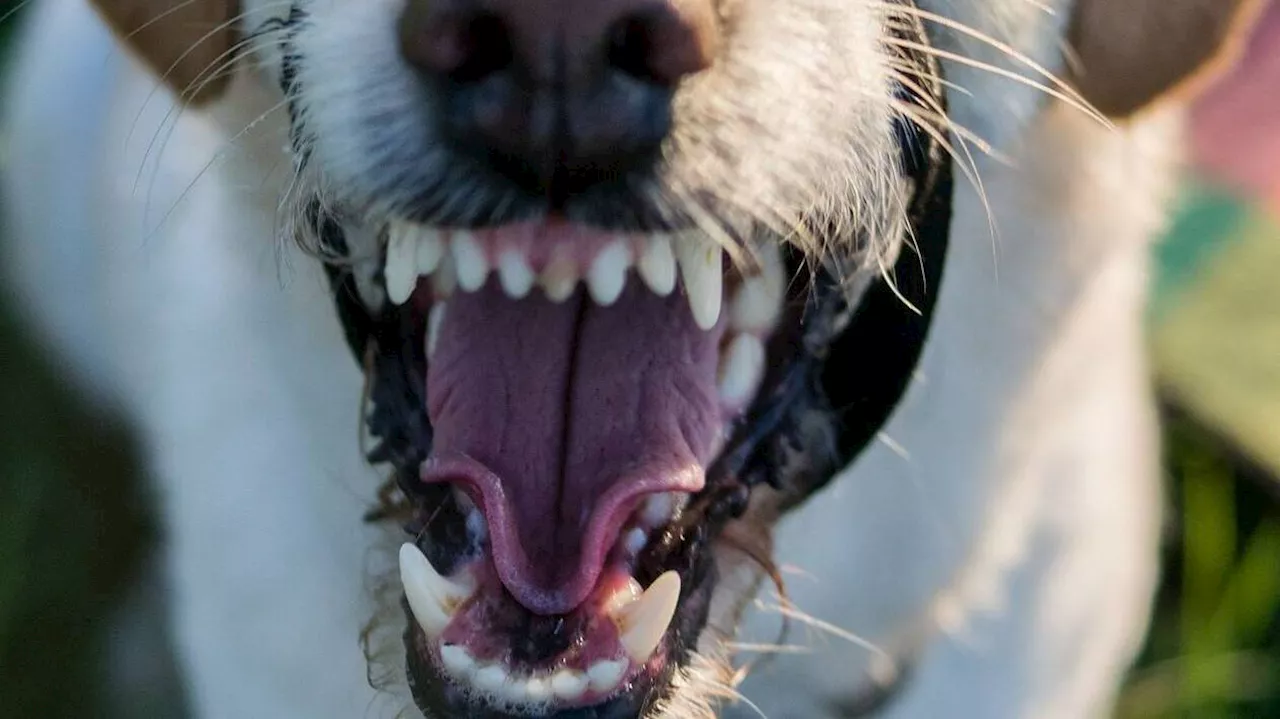 Il ordonne à son chien d’attaquer son ex-conjointe, quatre personnes se font mordre