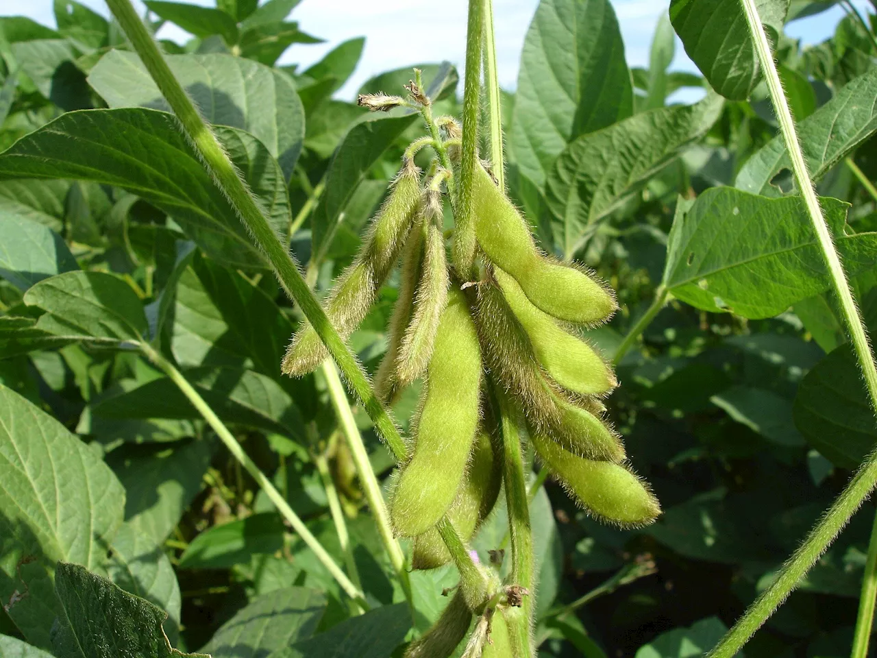 Researchers prove that new method can be used to measure ozone stress in soybeans