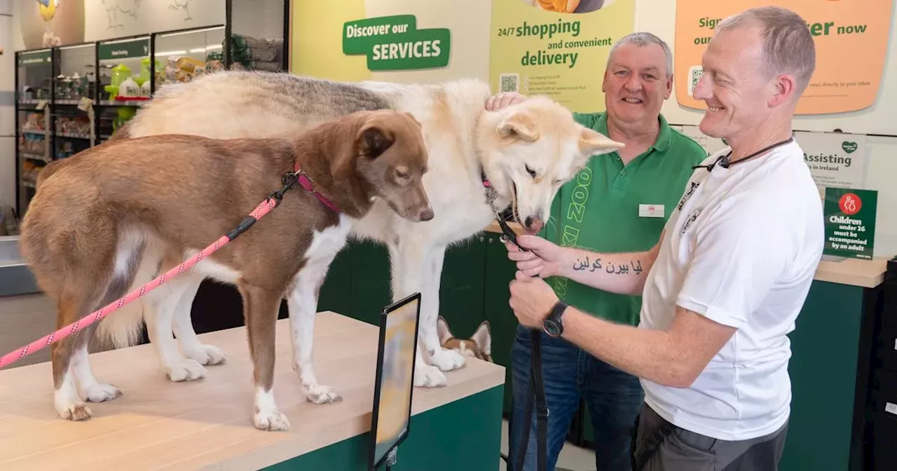 Campaign launched to raise funds to rescue and rehome huskies and akitas