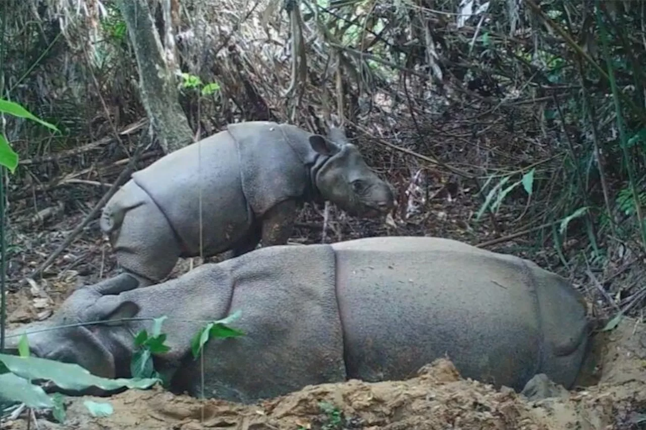 Indonesia reports a new Javan rhino calf, but population doubts persist