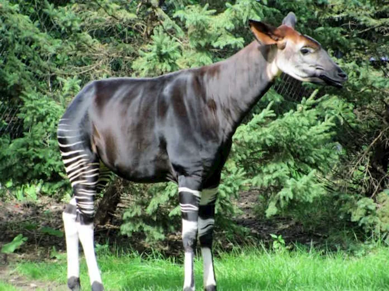 The Elusive Beauty of the Endangered Okapi: A Hidden Gem of the African Wilderness