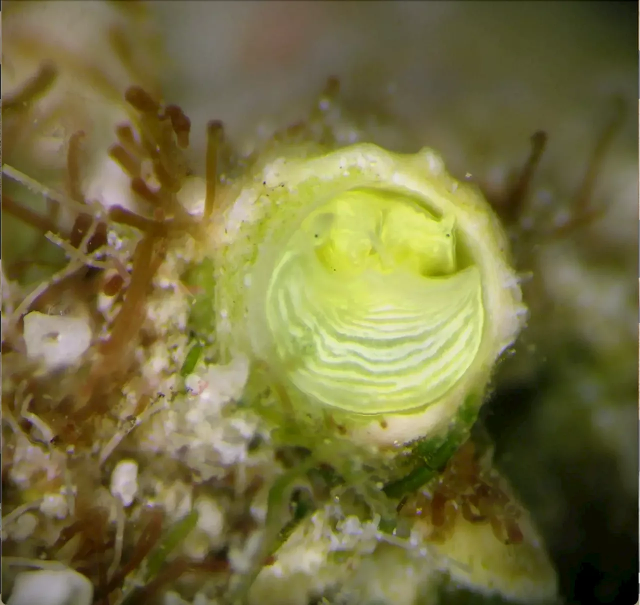 “Margarita Snails” – Scientists Discover New Species of Bright Yellow Snail in Florida