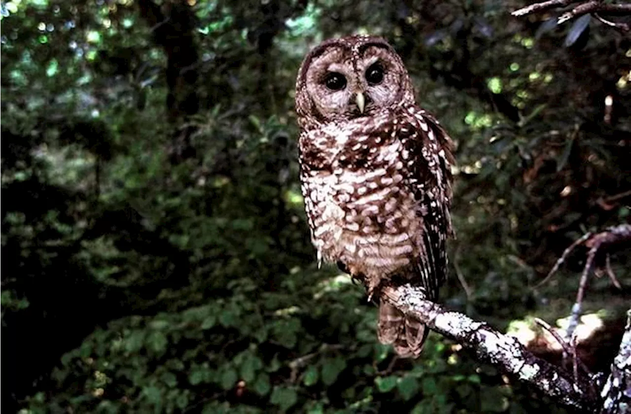 B.C. First Nation 'furious' after federal government rejects order to protect owls