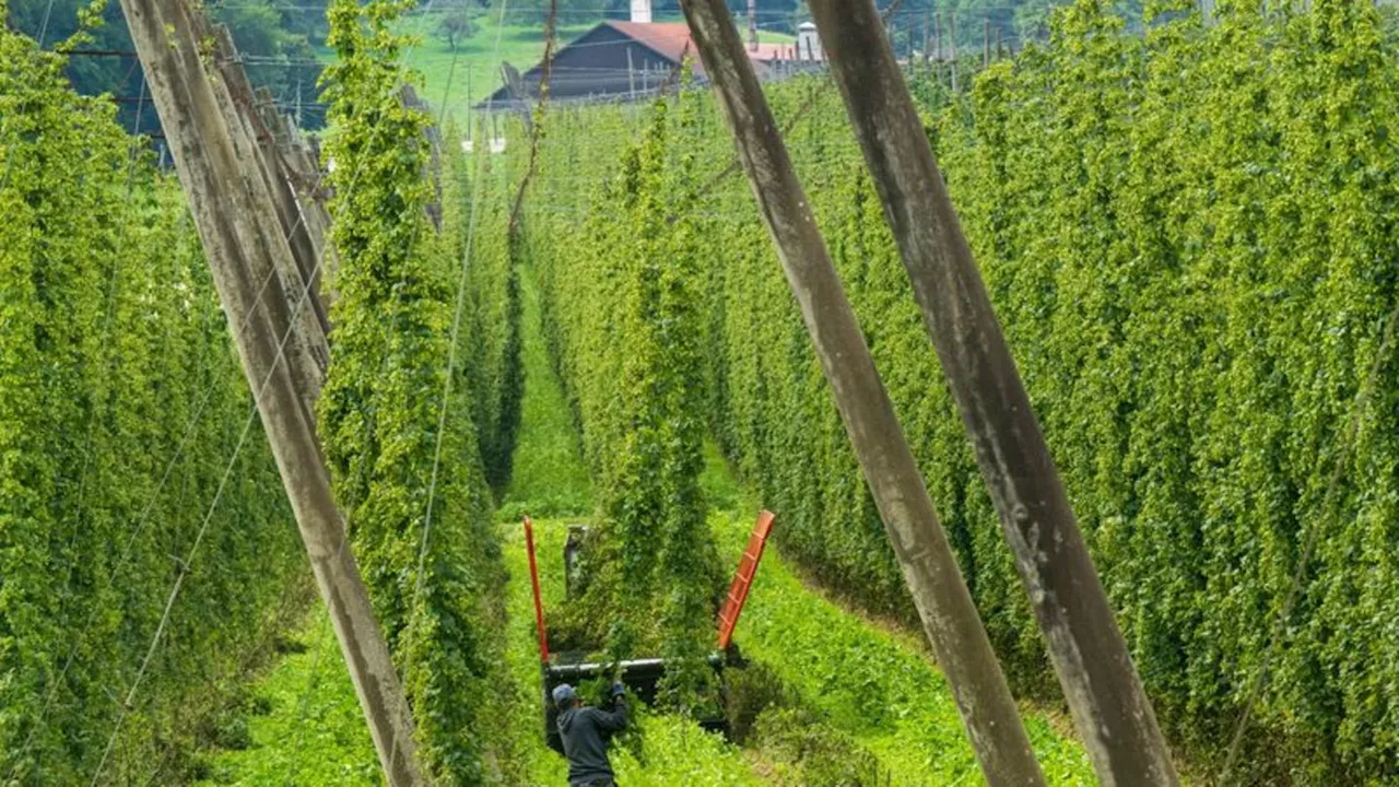 Agrar: Kabinett: Hilfen für Bauern mit Freilandobst und Hopfen