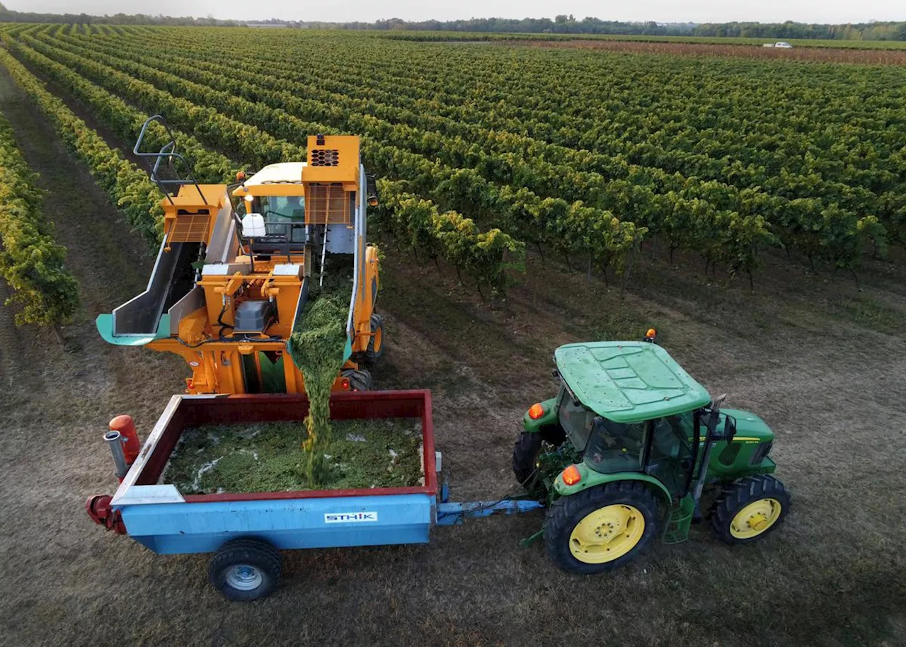 Vendanges 2023 : le vignoble charentais sans doute le plus productif de France