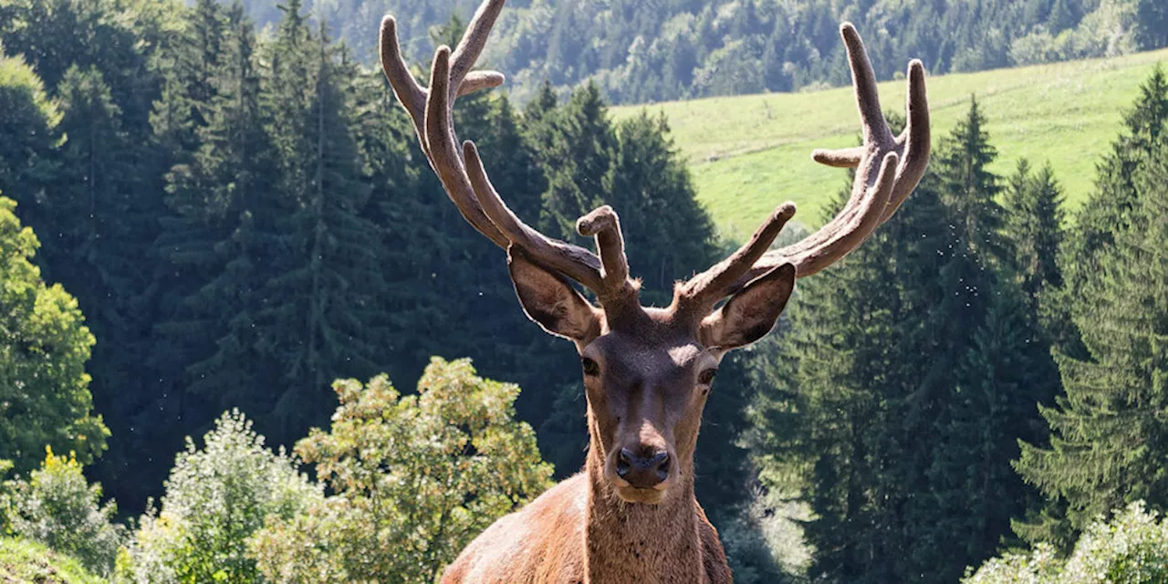 Vorschlag für neues Waldgesetz: Könige der Forste