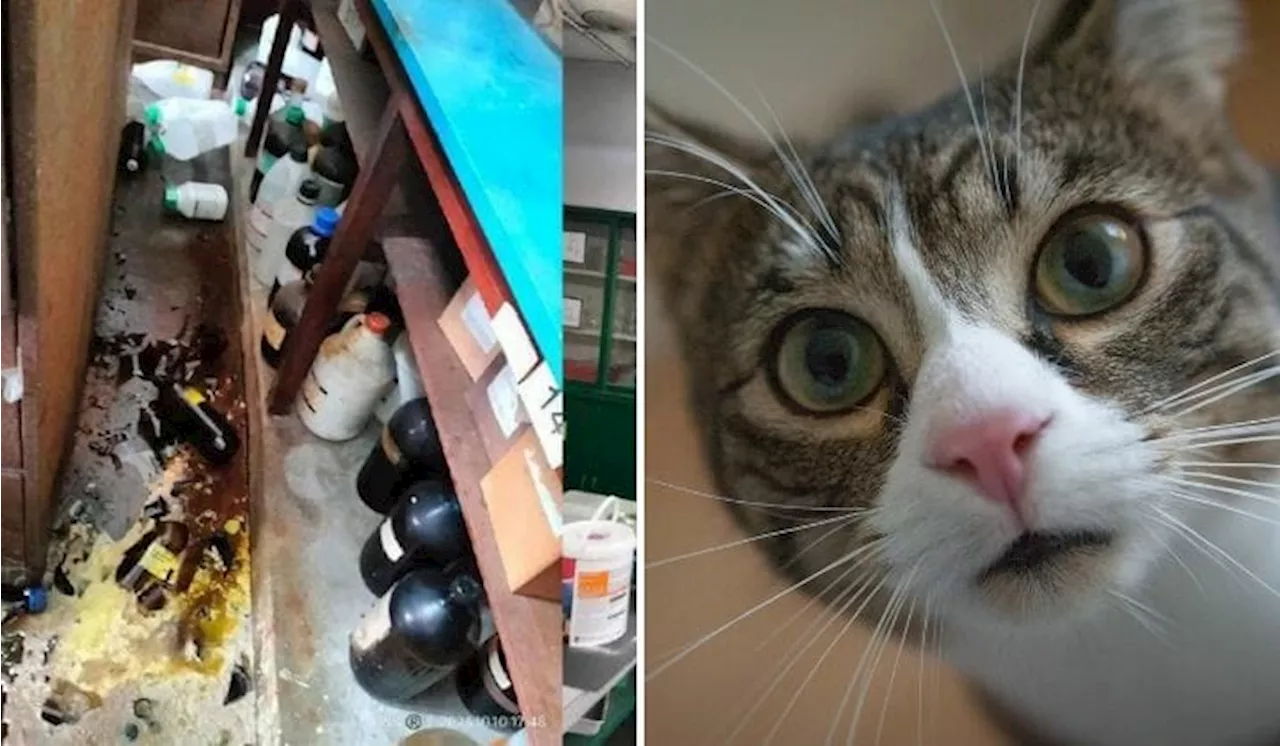 Did A Cat Cause A Chemical Spill In Penang Science Lab That Resulted In An Evacuation?