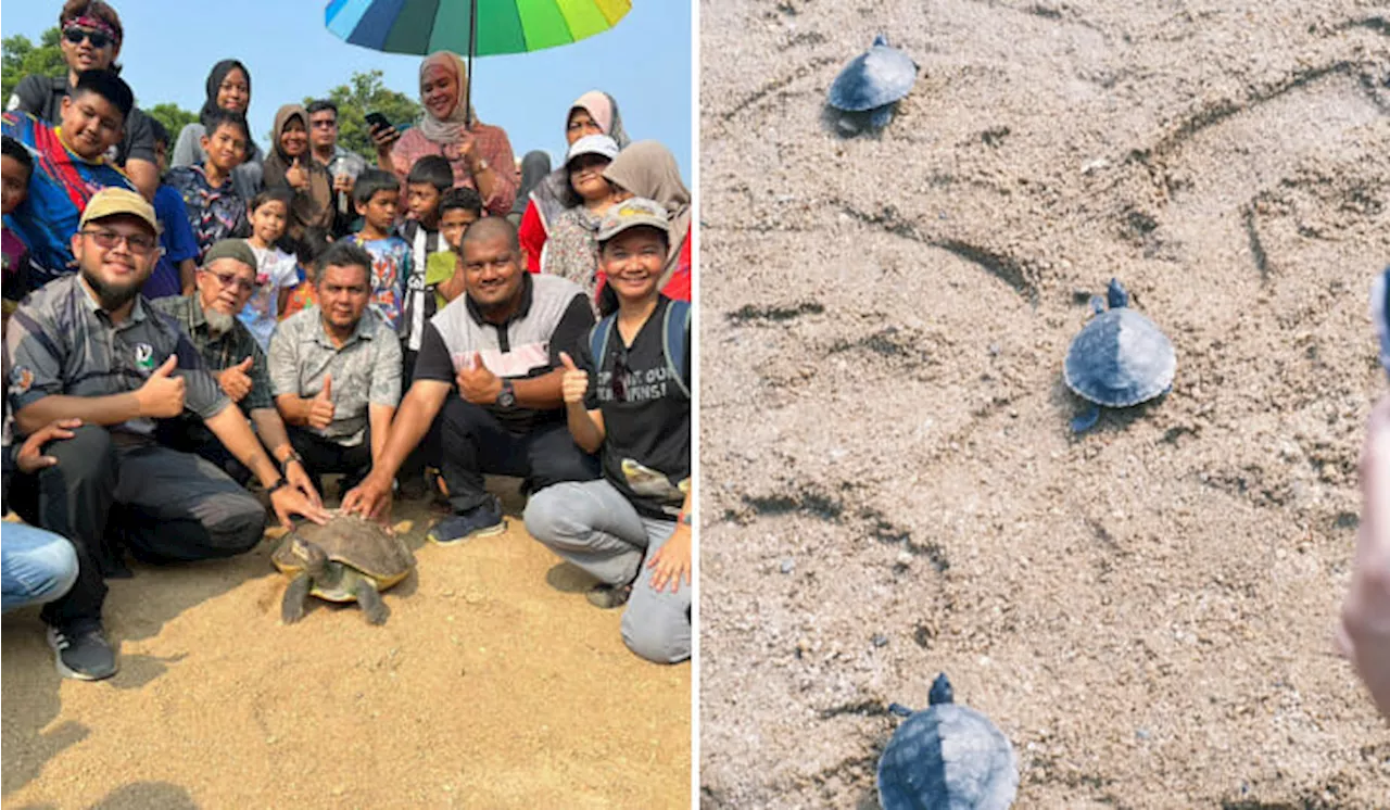 Over 800 People Gathered At Kemaman River To Release 300 River Terrapin Hatchlings