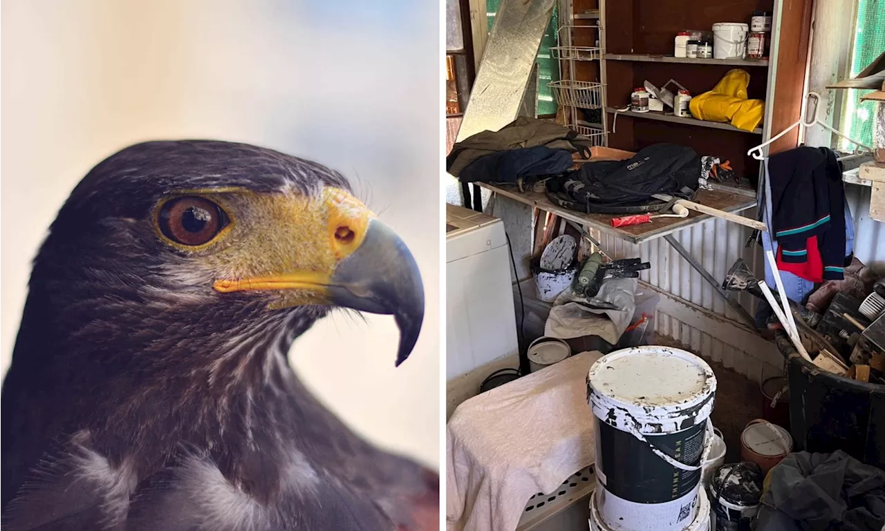 ‘Grave issues’ found in SPCA raid of Eagle Encounters at Spier