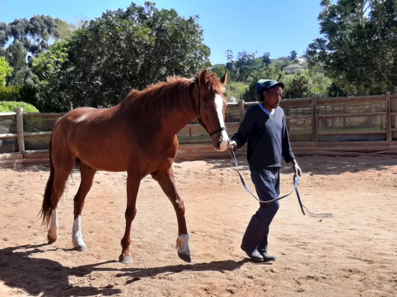 Horse rescued from Cape Town highway finds forever home – PICTURES