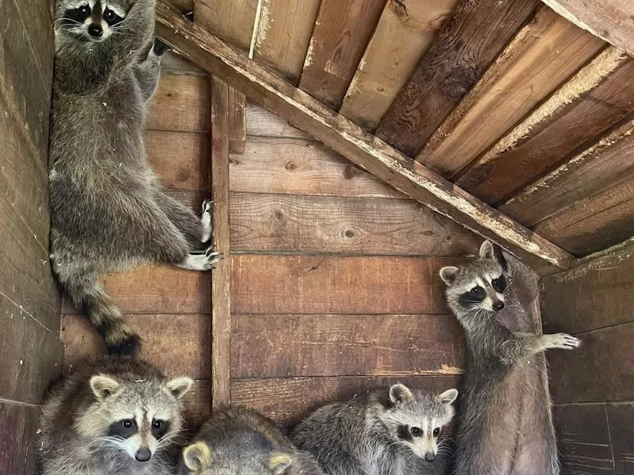 Ontario seizes 95 raccoons from rehab facility that says it has done nothing wrong