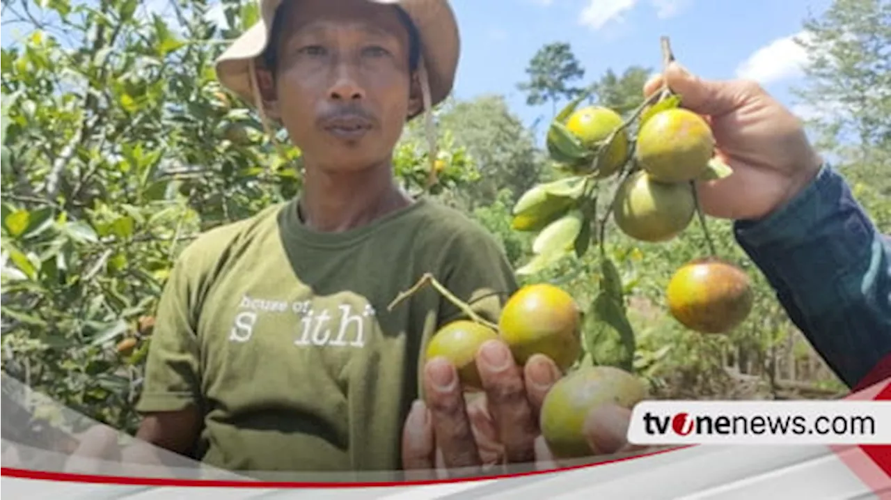 Berkah Musim Kemarau, Petani Jeruk Siam di Buton Meraup Untung Hingga Ratusan Juta