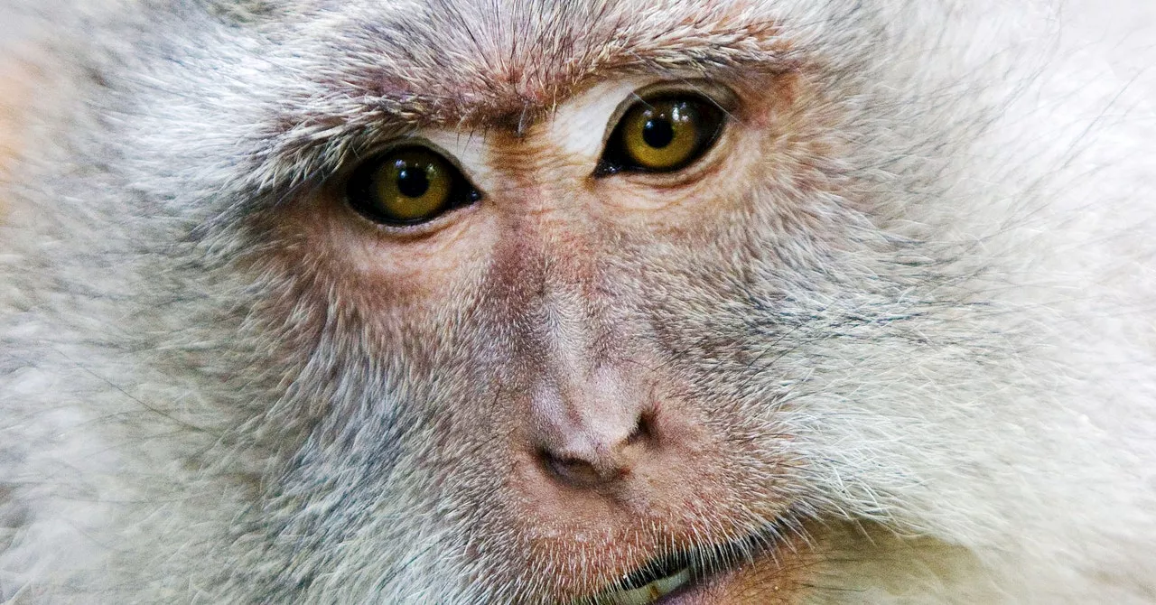 A Monkey Got a New Kidney From a Pig—and Lived for 2 Years