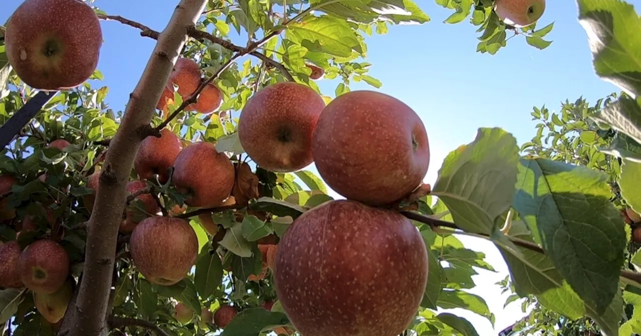 Love of family and land keep things growing at Chandler’s Farm and Country Market