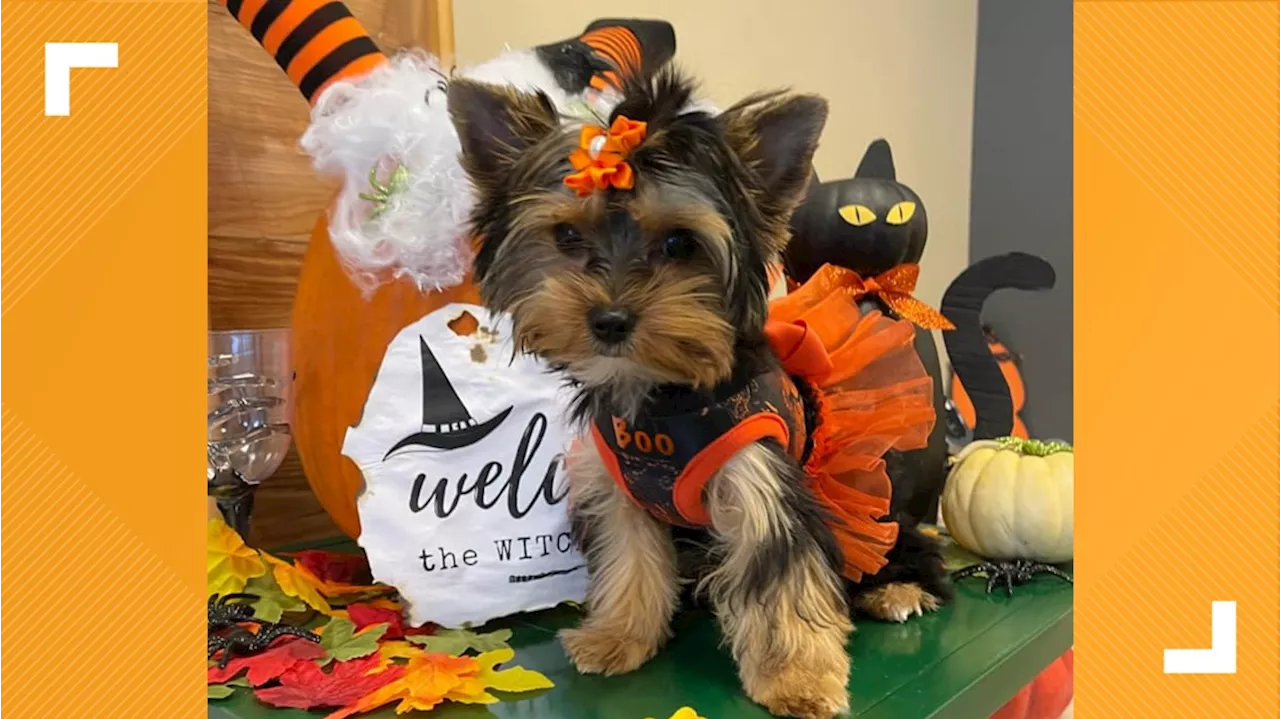 Indianapolis Animal Care Services hosting Halloween events