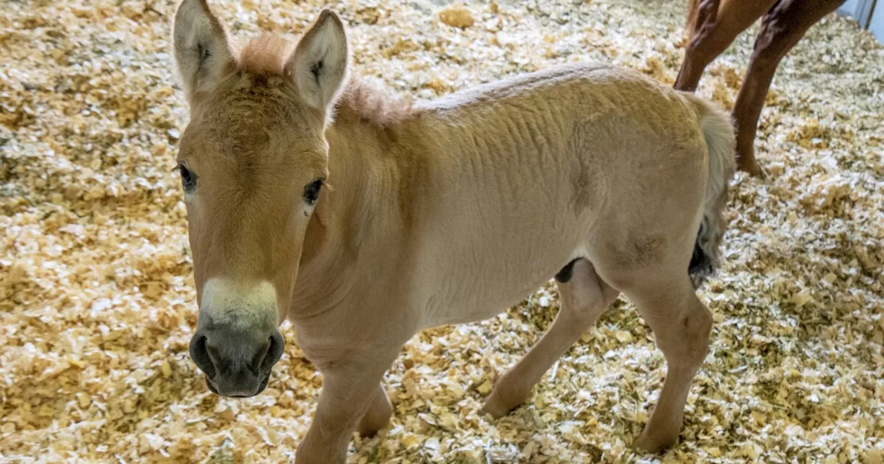 San Diego Zoo recognized internationally for acclaimed 'Frozen Zoo'