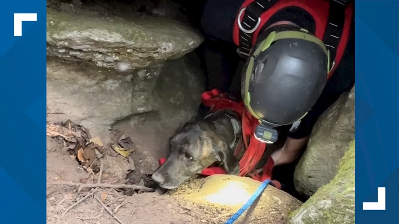 Tennessee rope rescue team saves dog trapped in narrow cave for around three days with bear