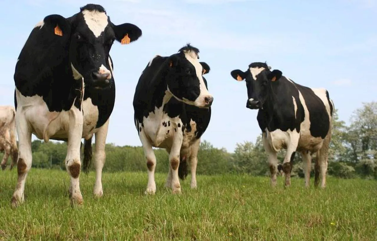 Manche : Des vaches ont dû être abattues après une intrusion malveillante dans une ferme