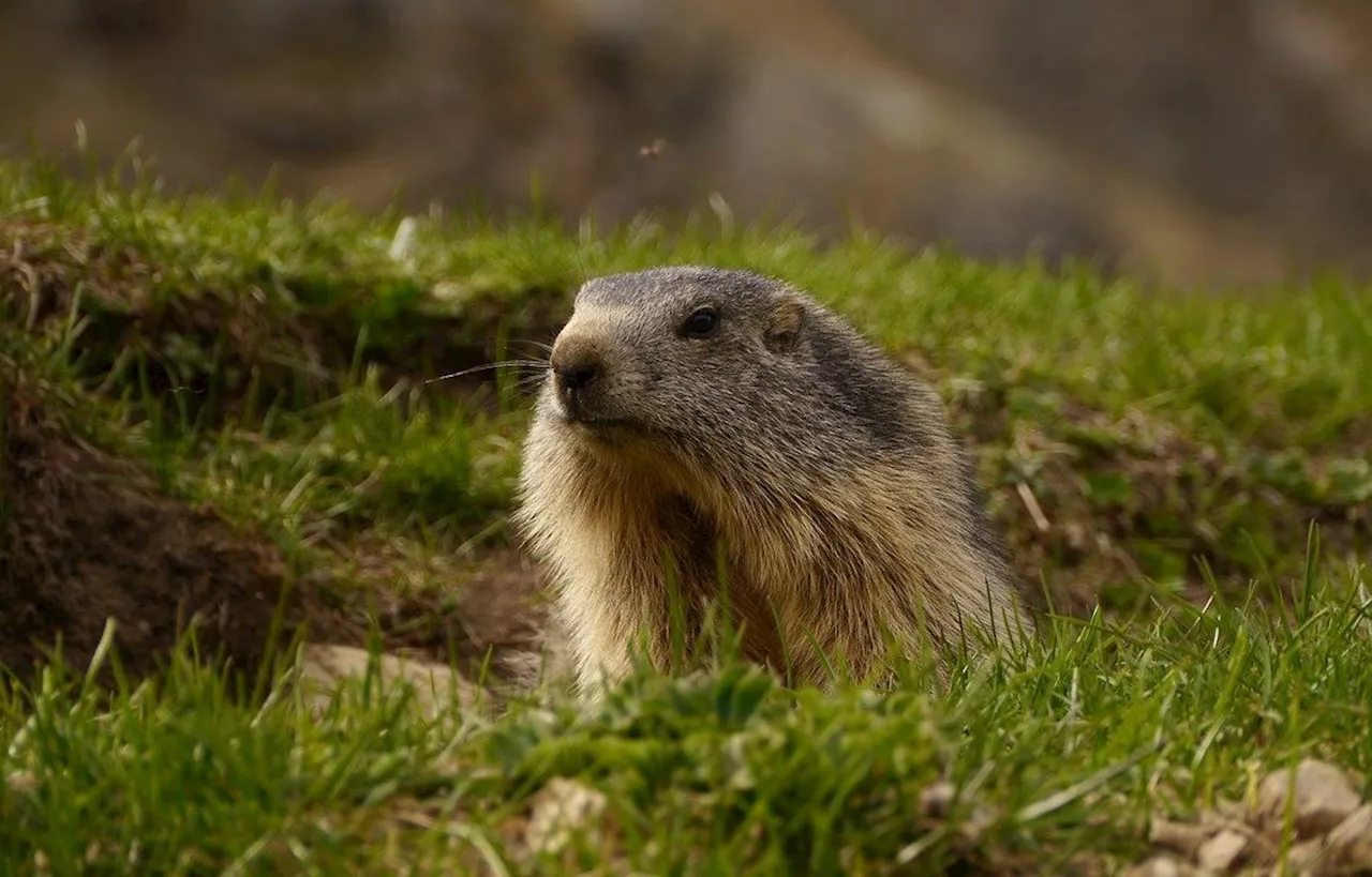 Savoie : La chasse à la marmotte dans le viseur des défenseurs des animaux