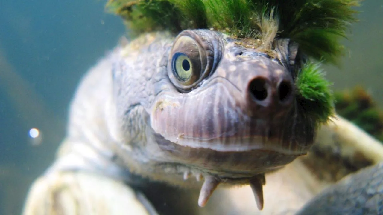 Queensland's mighty Mary River and its endangered unique inhabitants face dry spell after last year's floods