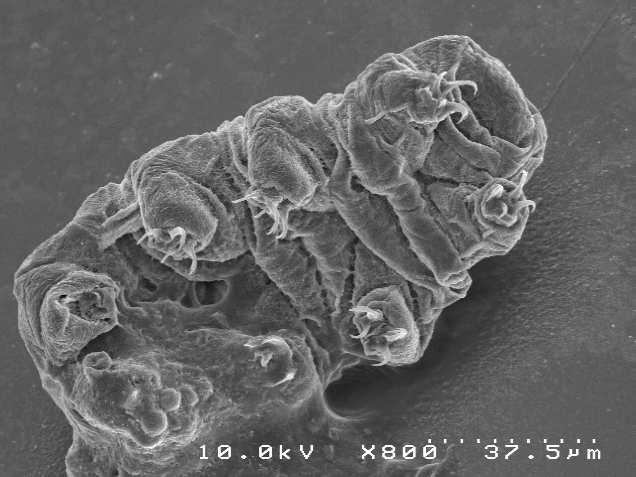 Futurapolis Santé : Étudié à Montpellier, le tardigrade, la super star des animaux extrêmophiles