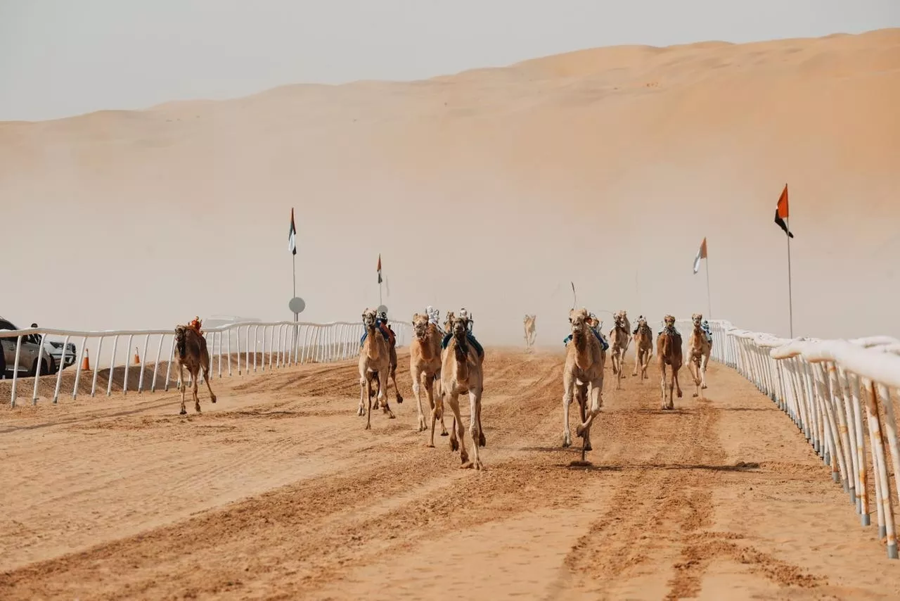 مهرجان الظفرة للهجن ينطلق بـ«الحقايق» اليوم