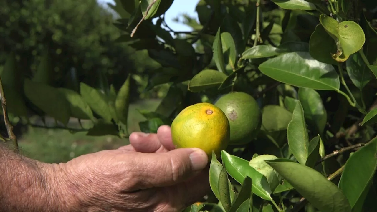 Florida citrus forecast improves over last year when hurricanes hit state