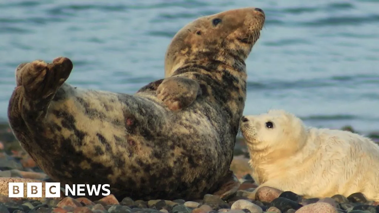 Concern for seal pups after boat disturbance at Cumbria reserve