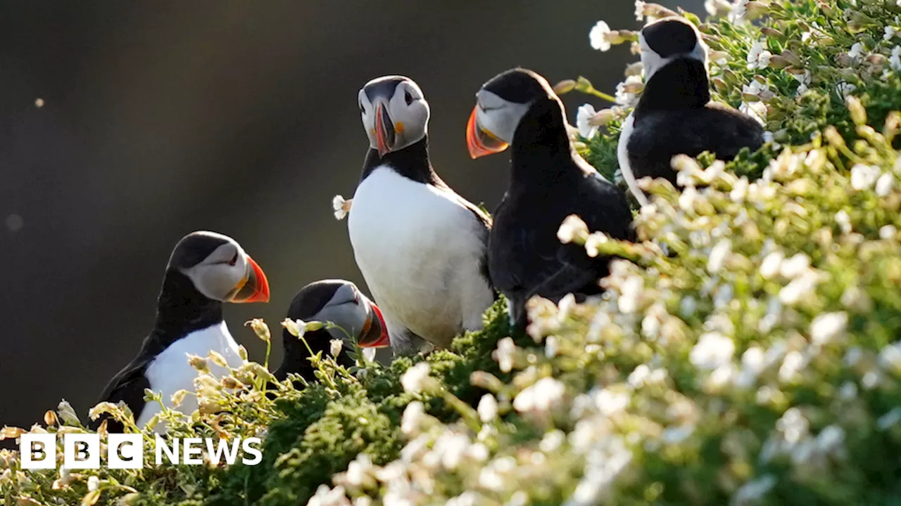 Predator-proof Jersey seabird reserve gets public backing