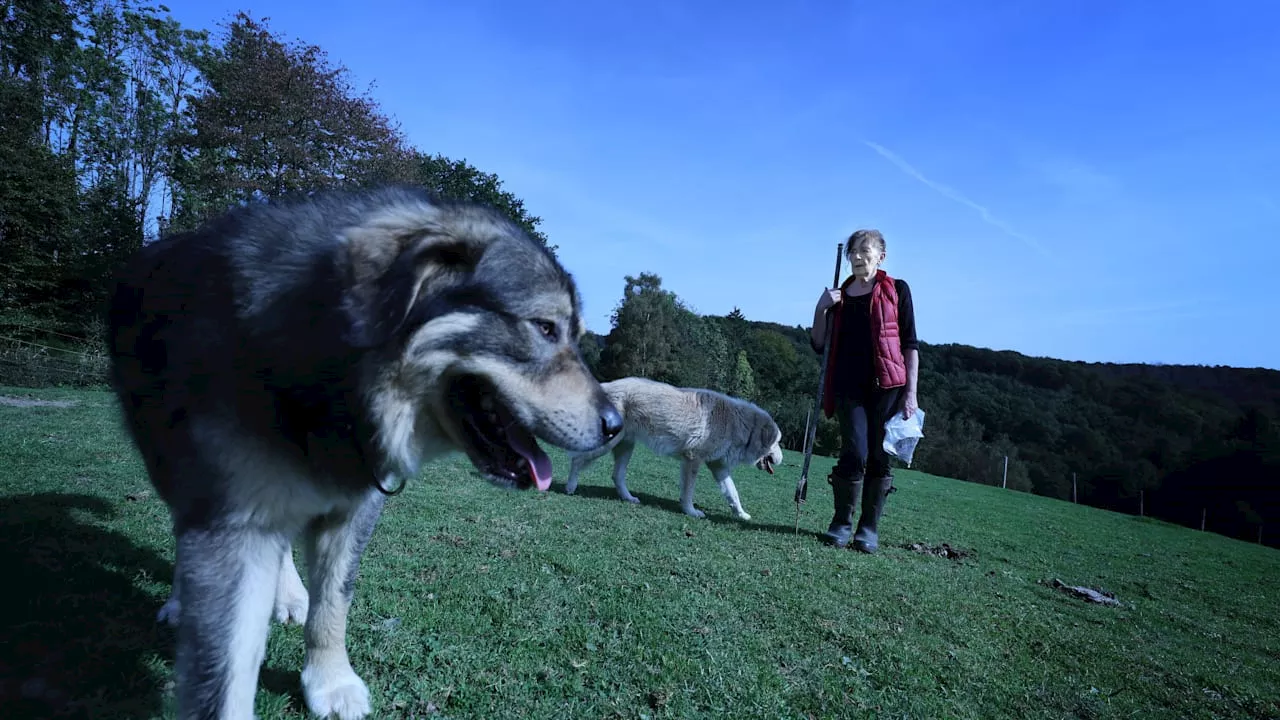 Gericht: Wenn der Wolf kommt, haben diese Hunde in Windeck Hausarrest