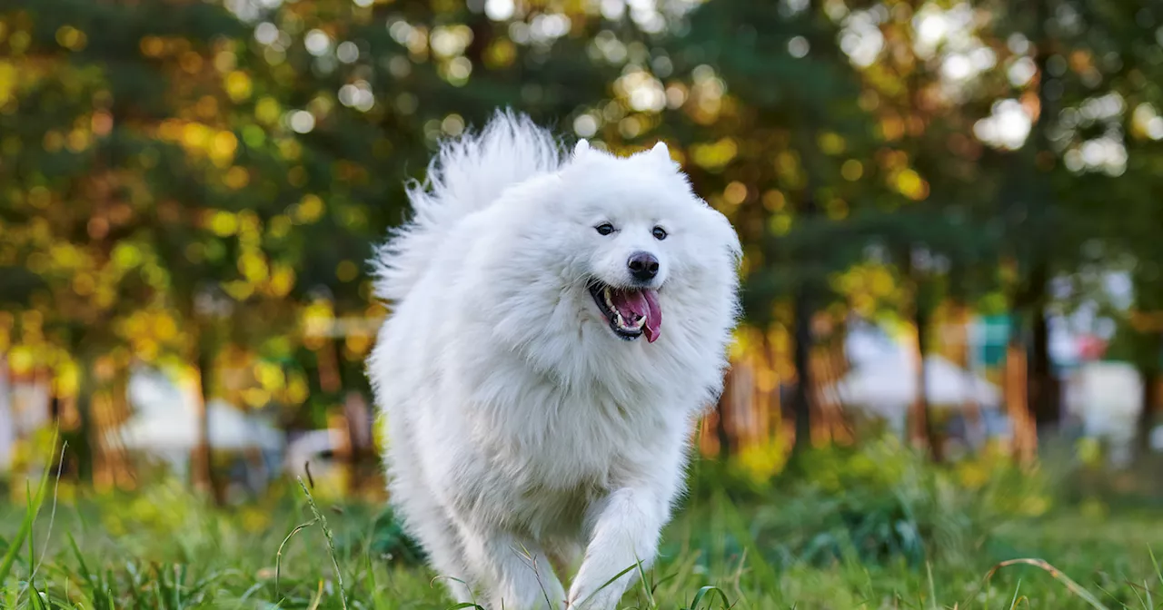 Als 'gefährlicher Hund' eingestuft: Ein Fehler brachte Hund Cesar ins Tierheim