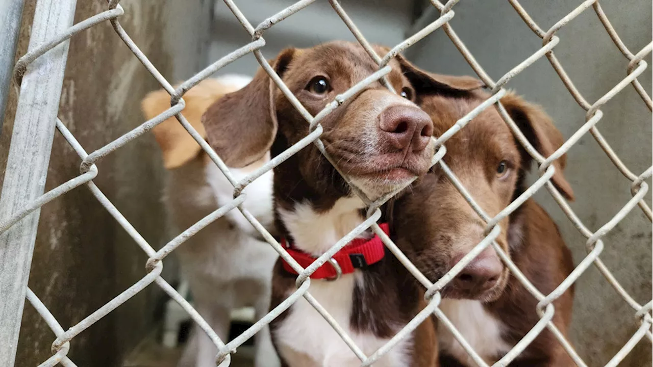 Mother dog allegedly killed by landlord, her mate and 7 puppies taken in by rescue